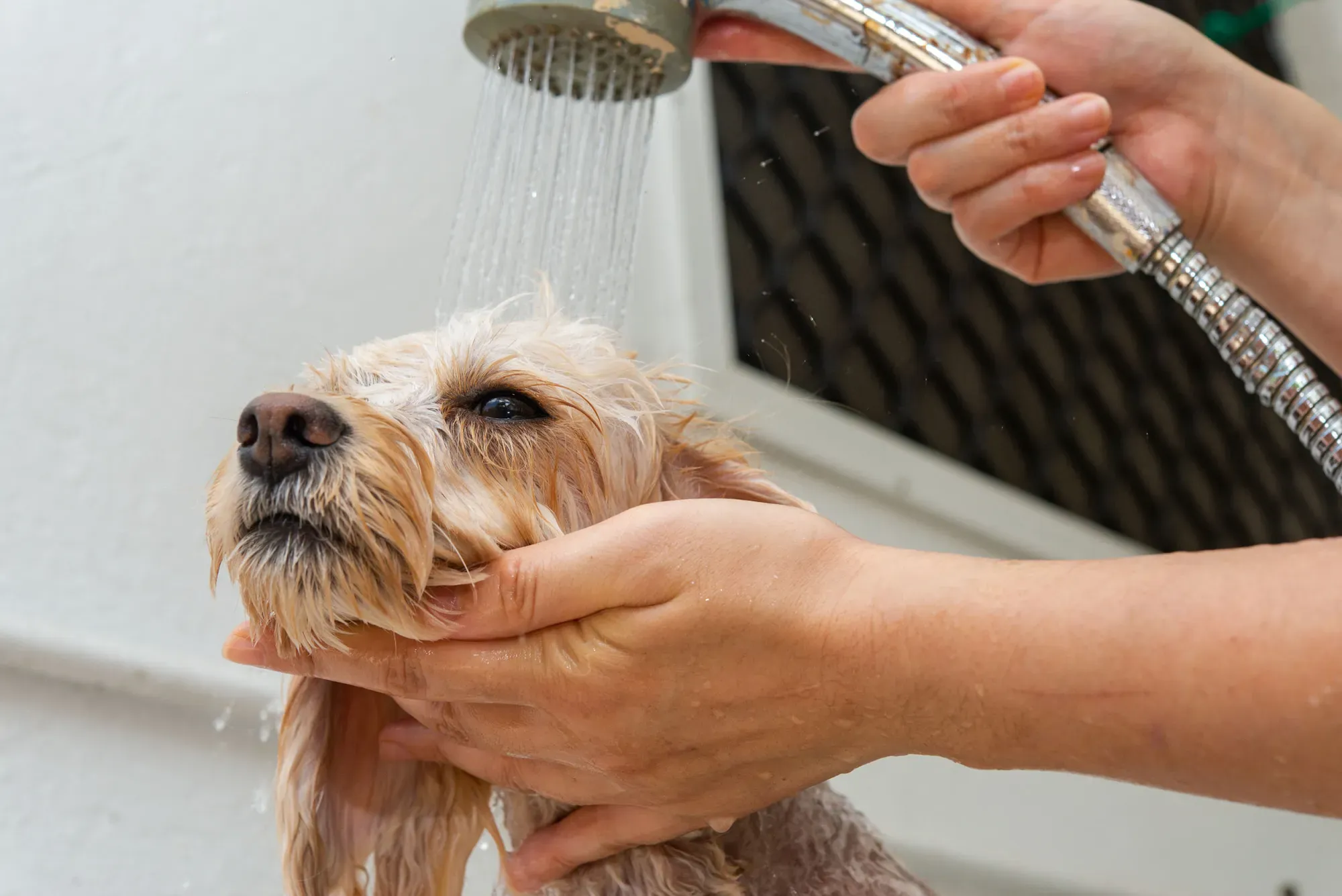 formation toilettage (3)