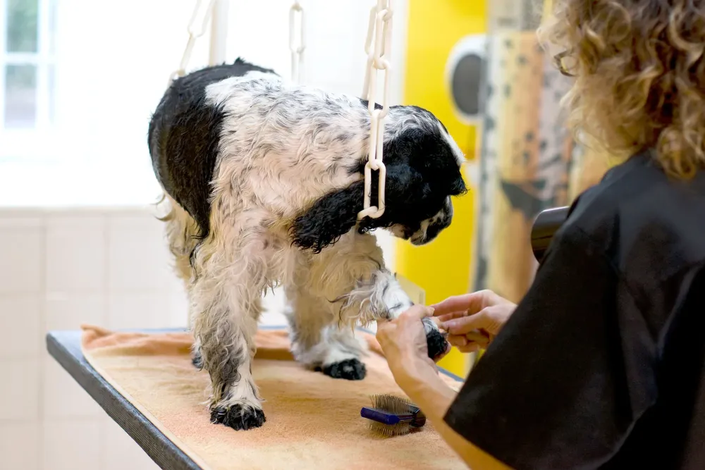 formation toilettage (4)